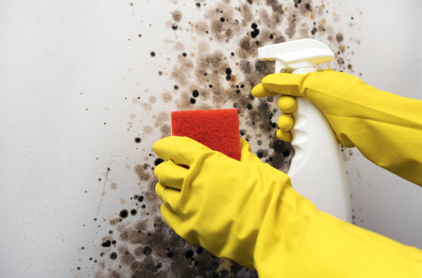 Best Insurance-Related Mold Remediation in Brownstown, PA